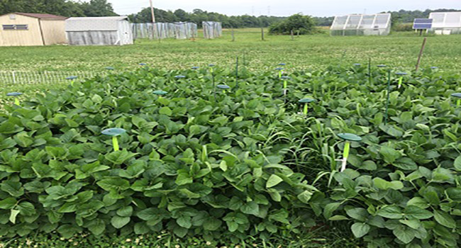 Soybeans growing in a field FACE system.